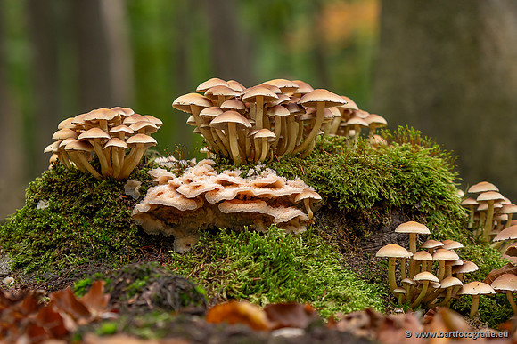 Paddenstoelen 2025-288