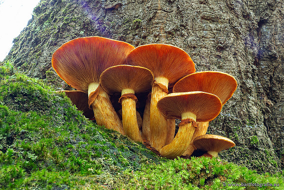 Paddenstoelen 2025-268