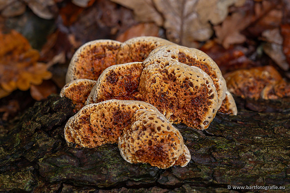 Paddenstoelen 2025-289