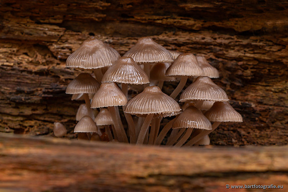 Paddenstoelen 2025-290
