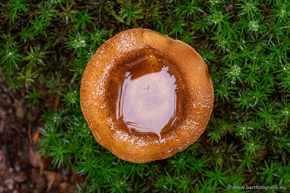 Paddenstoelen 2025-291