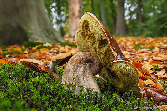 Paddenstoelen 2025-292