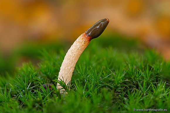 Paddenstoelen 2025-293
