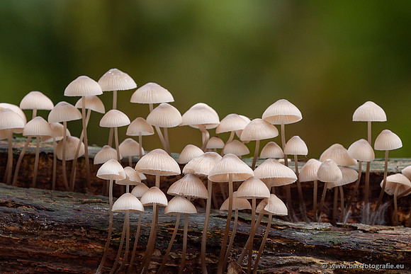 Paddenstoelen 2025-294