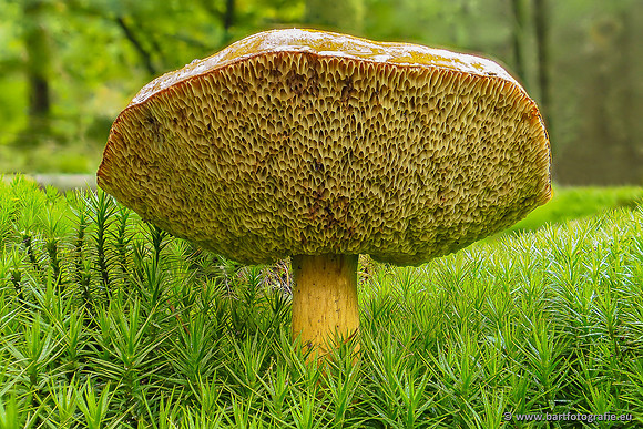 Paddenstoelen 2025-283