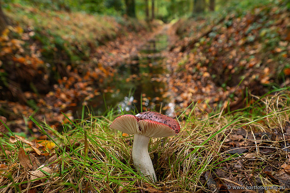 Paddenstoelen 2025-295