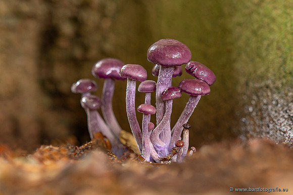 Paddenstoelen 2025-296