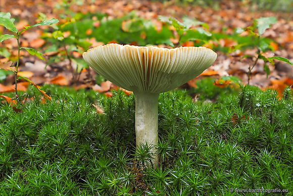 Paddenstoelen 2025-297