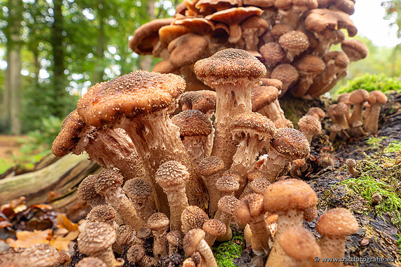Paddenstoelen 2025-301