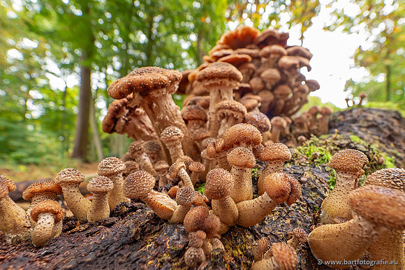Paddenstoelen 2025-302
