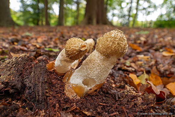 Paddenstoelen 2025-303