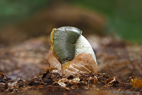 Paddenstoelen 2025-304