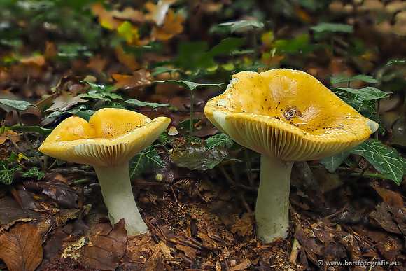 Paddenstoelen 2025-305