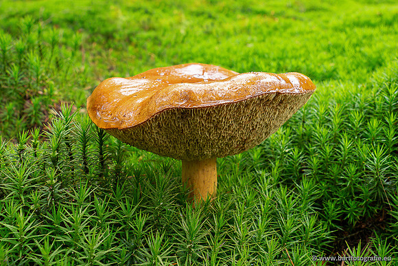 Paddenstoelen 2025-284