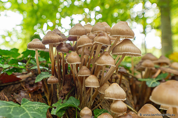 Paddenstoelen 2025-306