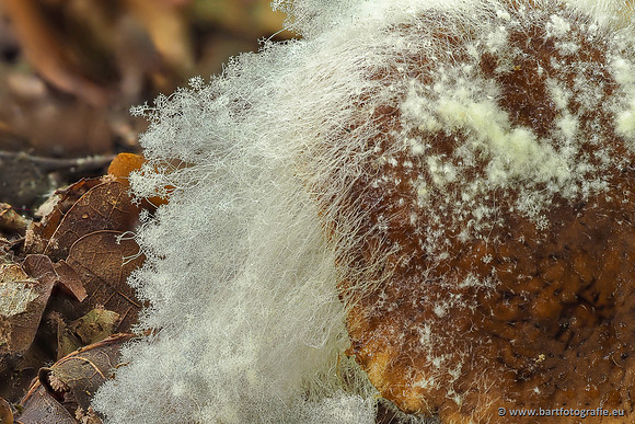 Paddenstoelen 2025-307