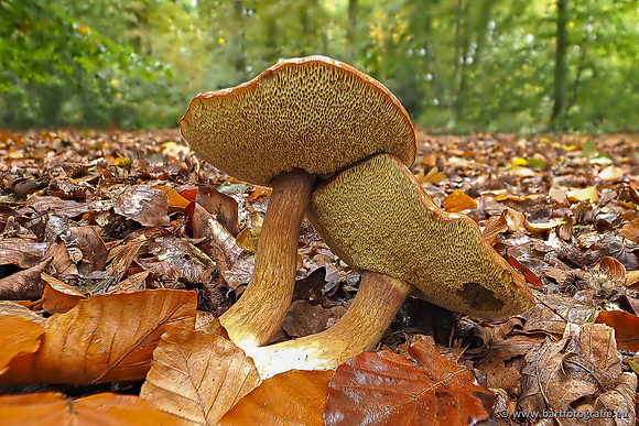 Paddenstoelen 2025-308