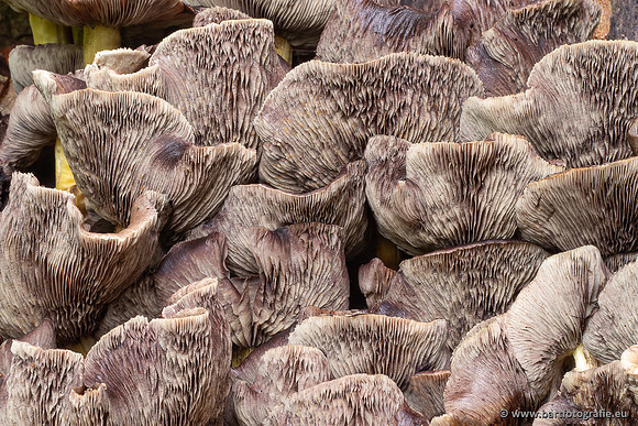 Paddenstoelen 2025-310