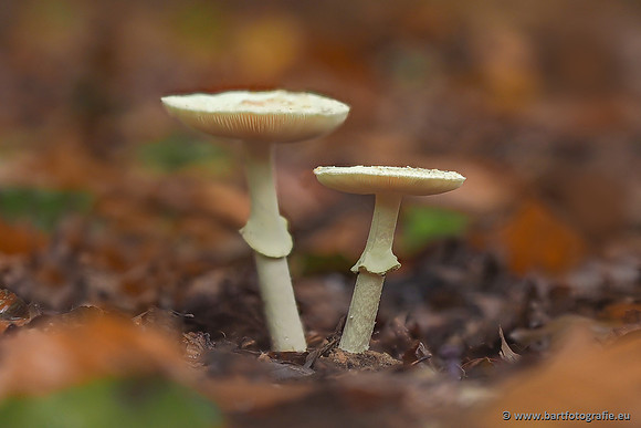 Paddenstoelen 2025-309