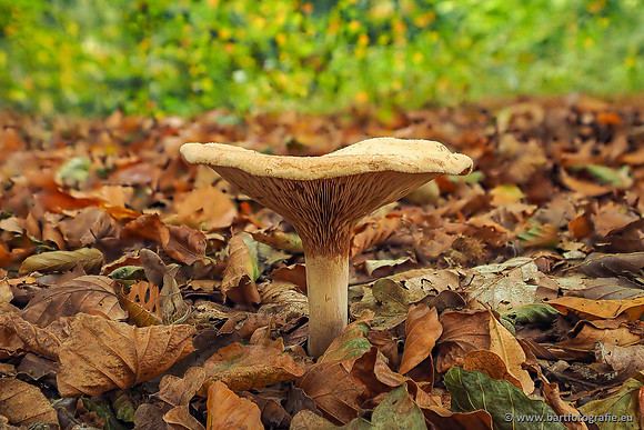 Paddenstoelen 2025-311