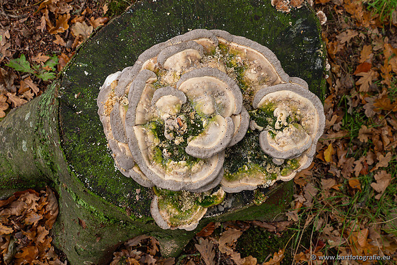 Paddenstoelen 2025-312
