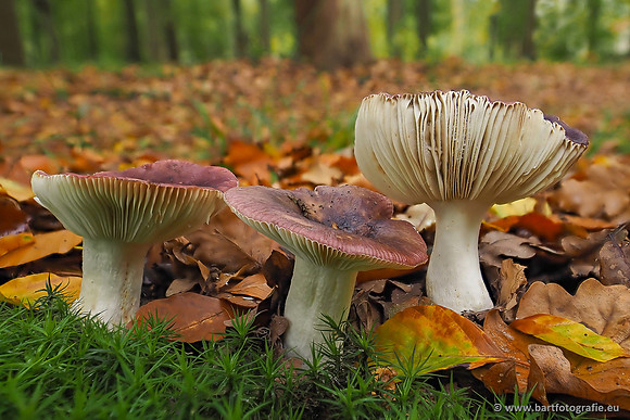 Paddenstoelen 2025-313
