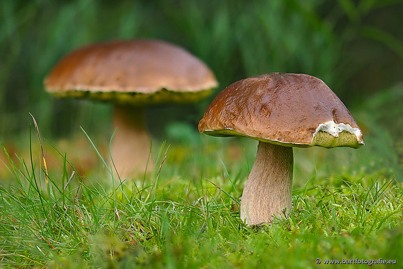 Paddenstoelen 2025-315