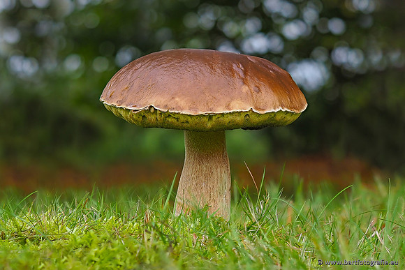 Paddenstoelen 2025-317