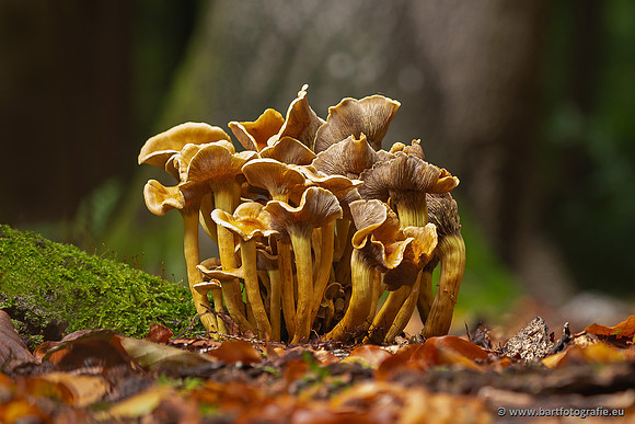 Paddenstoelen 2025-318