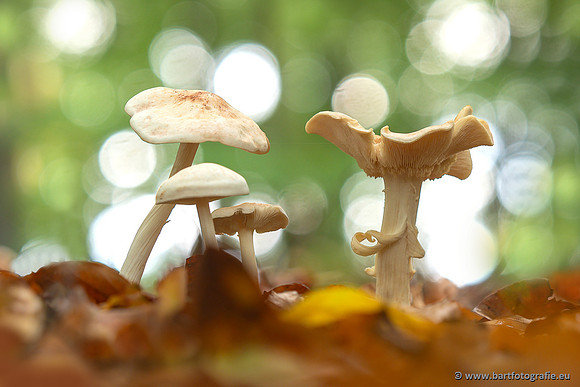 Paddenstoelen 2025-319