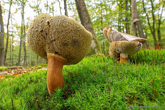 Paddenstoelen 2025-286