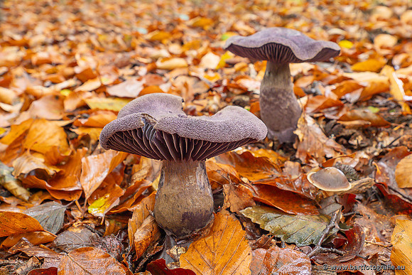Paddenstoelen 2025-320