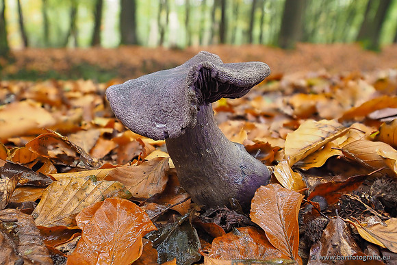 Paddenstoelen 2025-322
