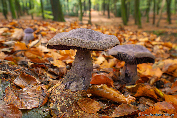 Paddenstoelen 2025-321