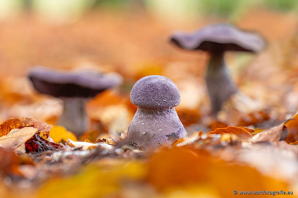 Paddenstoelen 2025-323