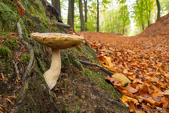 Paddenstoelen 2025-324