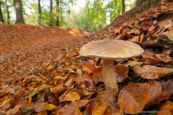 Paddenstoelen 2025-326