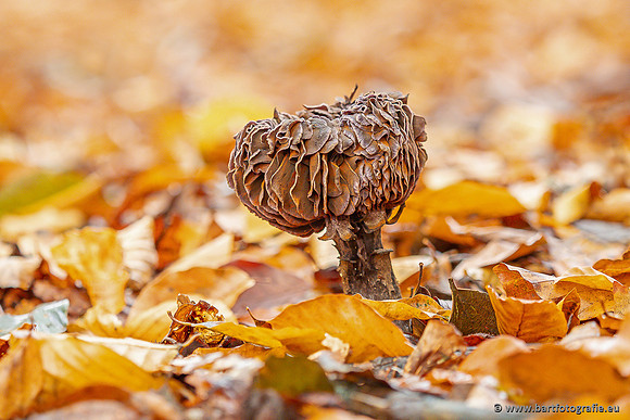 Paddenstoelen 2025-325