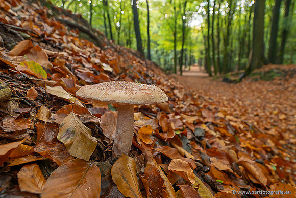Paddenstoelen 2025-327