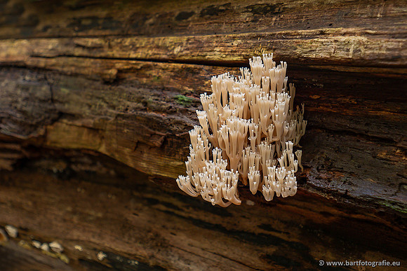 Paddenstoelen 2025-328