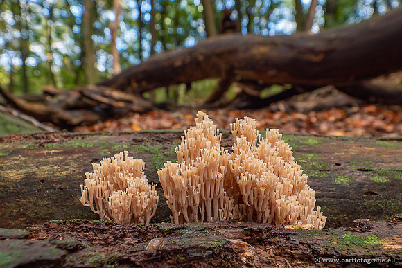 Paddenstoelen 2025-329