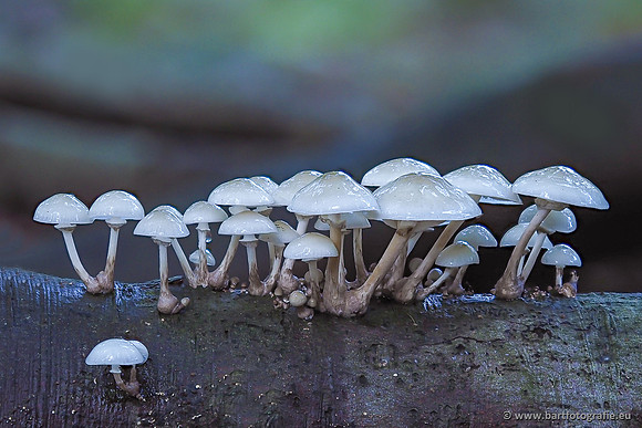 Paddenstoelen 2025-330