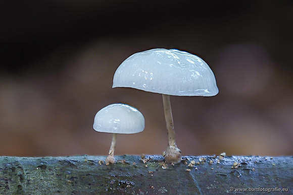 Paddenstoelen 2025-331