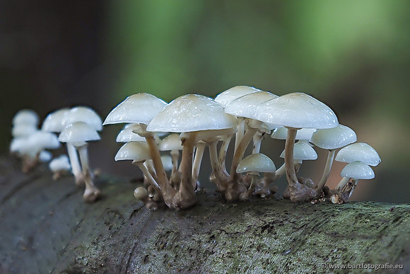 Paddenstoelen 2025-332