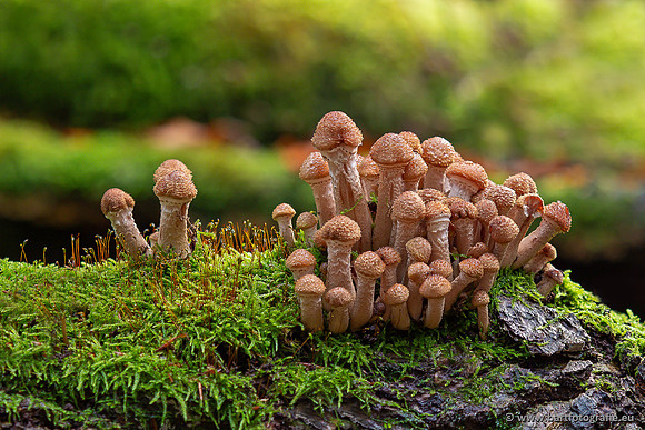 Paddenstoelen 2025-334