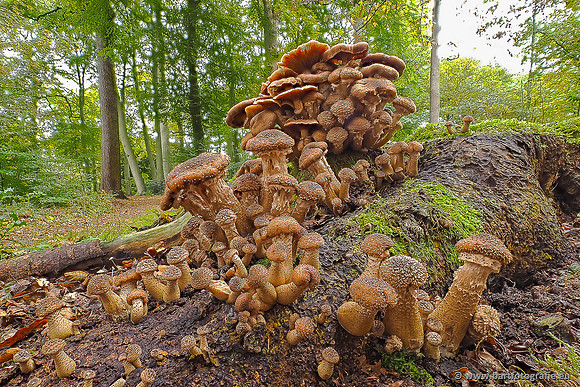 Paddenstoelen 2025-300