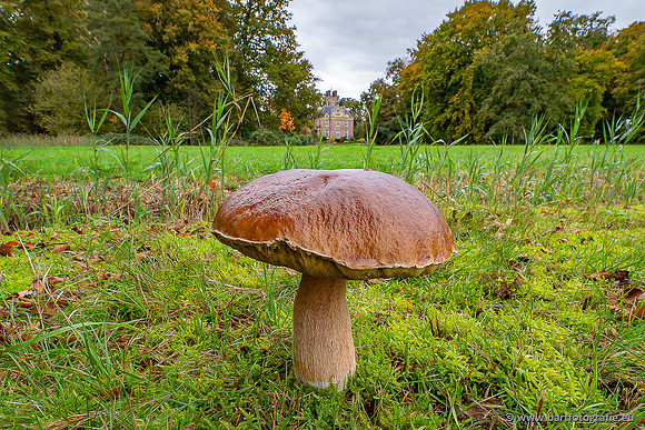 Paddenstoelen 2025-314