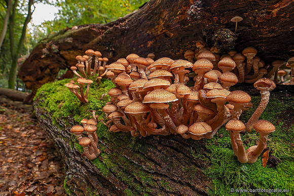 Paddenstoelen 2025-339