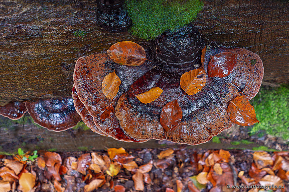 Paddenstoelen 2025-333