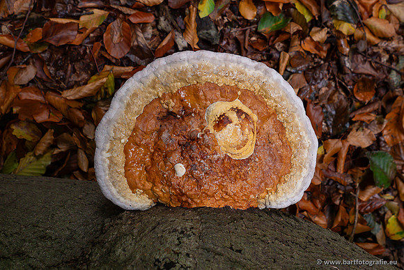 Paddenstoelen 2025-340